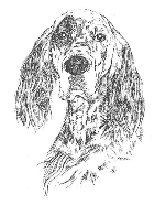 English Setter Club of New England Forum Index